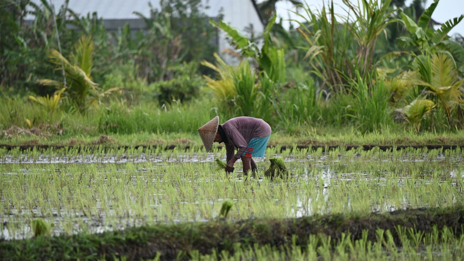 Own a share of the agro economy